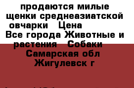 продаются милые щенки среднеазиатской овчарки › Цена ­ 30 000 - Все города Животные и растения » Собаки   . Самарская обл.,Жигулевск г.